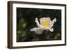 Matilija Melody II-Rita Crane-Framed Photographic Print