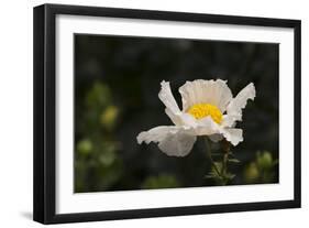 Matilija Melody II-Rita Crane-Framed Photographic Print