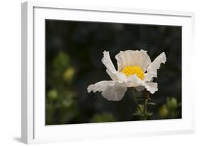 Matilija Melody II-Rita Crane-Framed Photographic Print