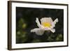 Matilija Melody II-Rita Crane-Framed Photographic Print