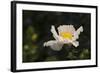 Matilija Melody II-Rita Crane-Framed Photographic Print