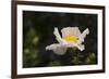 Matilija Melody II-Rita Crane-Framed Photographic Print