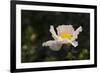 Matilija Melody II-Rita Crane-Framed Photographic Print