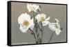 Matilija Poppies-null-Framed Stretched Canvas