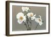 Matilija Poppies-null-Framed Art Print