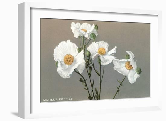 Matilija Poppies-null-Framed Art Print