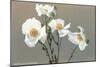 Matilija Poppies-null-Mounted Art Print