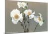 Matilija Poppies-null-Mounted Art Print