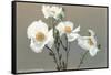 Matilija Poppies-null-Framed Stretched Canvas