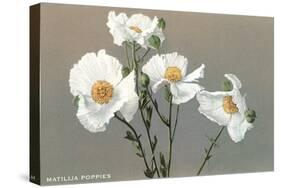 Matilija Poppies-null-Stretched Canvas