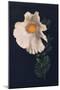 'Matilija Poppy',  c1915, (1915)-Emma Graham Clock-Mounted Giclee Print