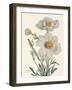 Matilija Poppy-Mary Vaux Walcott-Framed Photographic Print