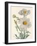 Matilija Poppy-Mary Vaux Walcott-Framed Photographic Print