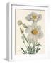 Matilija Poppy-Mary Vaux Walcott-Framed Photographic Print