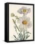 Matilija Poppy-Mary Vaux Walcott-Framed Stretched Canvas