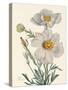 Matilija Poppy-Mary Vaux Walcott-Stretched Canvas