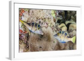 Mating Display by Pair of Wire-Net Filefish (Cantherhines Paradalis), Queensland, Australia-Louise Murray-Framed Photographic Print