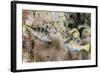 Mating Display by Pair of Wire-Net Filefish (Cantherhines Paradalis), Queensland, Australia-Louise Murray-Framed Photographic Print