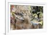 Mating Display by Pair of Wire-Net Filefish (Cantherhines Paradalis), Queensland, Australia-Louise Murray-Framed Photographic Print