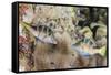 Mating Display by Pair of Wire-Net Filefish (Cantherhines Paradalis), Queensland, Australia-Louise Murray-Framed Stretched Canvas