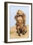 Mating Gelada Baboons (Theropithecus Gelada)-Gabrielle and Michel Therin-Weise-Framed Photographic Print