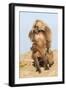 Mating Gelada Baboons (Theropithecus Gelada)-Gabrielle and Michel Therin-Weise-Framed Photographic Print