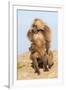 Mating Gelada Baboons (Theropithecus Gelada)-Gabrielle and Michel Therin-Weise-Framed Photographic Print