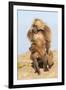 Mating Gelada Baboons (Theropithecus Gelada)-Gabrielle and Michel Therin-Weise-Framed Photographic Print