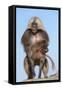 Mating Gelada Baboons (Theropithecus Gelada)-Gabrielle and Michel Therin-Weise-Framed Stretched Canvas