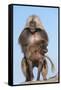 Mating Gelada Baboons (Theropithecus Gelada)-Gabrielle and Michel Therin-Weise-Framed Stretched Canvas