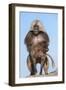 Mating Gelada Baboons (Theropithecus Gelada)-Gabrielle and Michel Therin-Weise-Framed Photographic Print