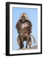 Mating Gelada Baboons (Theropithecus Gelada)-Gabrielle and Michel Therin-Weise-Framed Photographic Print