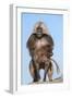Mating Gelada Baboons (Theropithecus Gelada)-Gabrielle and Michel Therin-Weise-Framed Photographic Print