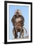 Mating Gelada Baboons (Theropithecus Gelada)-Gabrielle and Michel Therin-Weise-Framed Photographic Print