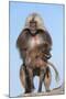 Mating Gelada Baboons (Theropithecus Gelada)-Gabrielle and Michel Therin-Weise-Mounted Photographic Print