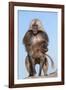 Mating Gelada Baboons (Theropithecus Gelada)-Gabrielle and Michel Therin-Weise-Framed Photographic Print