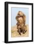 Mating Gelada Baboons (Theropithecus Gelada)-Gabrielle and Michel Therin-Weise-Framed Photographic Print