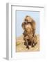 Mating Gelada Baboons (Theropithecus Gelada)-Gabrielle and Michel Therin-Weise-Framed Photographic Print