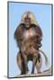 Mating Gelada Baboons (Theropithecus Gelada)-Gabrielle and Michel Therin-Weise-Mounted Photographic Print