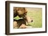 Mating Lions, Masai Mara, Kenya, East Africa, Africa-Karen Deakin-Framed Photographic Print