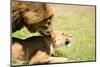 Mating Lions, Masai Mara, Kenya, East Africa, Africa-Karen Deakin-Mounted Photographic Print