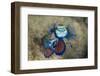 Mating Mandarinfish (Synchiropus Splendidus), Micronesia, Palau-Reinhard Dirscherl-Framed Photographic Print