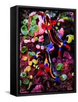 Mating of Two Specimen of Nembrotha Purpureolineolata-Andrea Ferrari-Framed Stretched Canvas