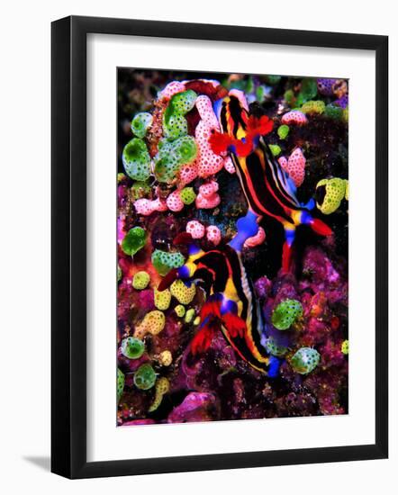 Mating of Two Specimen of Nembrotha Purpureolineolata-Andrea Ferrari-Framed Photographic Print