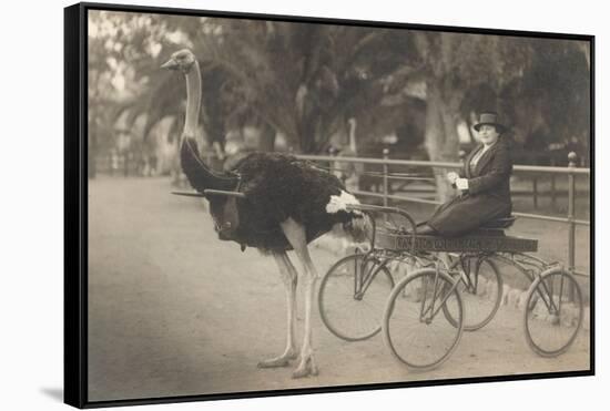 Matron in Ostrich Cart-null-Framed Stretched Canvas