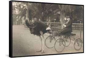 Matron in Ostrich Cart-null-Framed Stretched Canvas