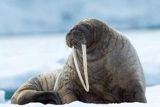 Closeup on Svalbard Walrus with Tusks-Mats Brynolf-Photographic Print