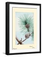 Matsu Pine-Megata Morikaga-Framed Art Print