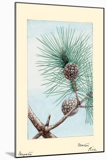 Matsu Pine-Megata Morikaga-Mounted Art Print