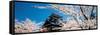 Matsue Castle Cherry Blossoms Shimane Japan-null-Framed Stretched Canvas